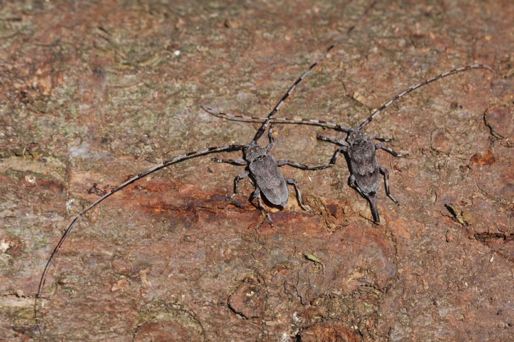 Ceramycidae: Acanthocinus griseus? No Acanthocinus aedilis